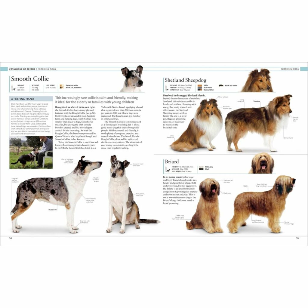 Loyal Dog Small Guard Dog Breeds Best Dog Breeds For Apartments