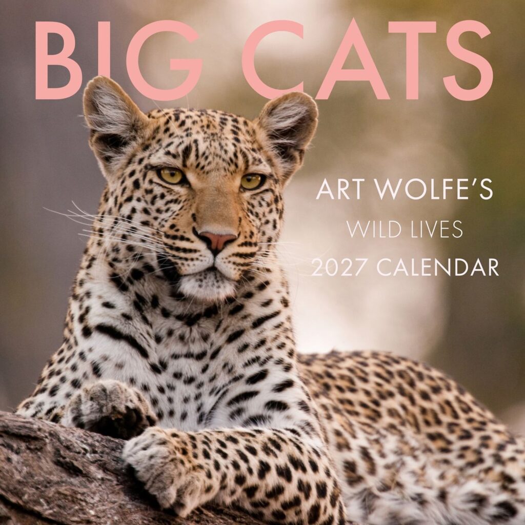 Big Cats Big Cats – veggdagatal 2027